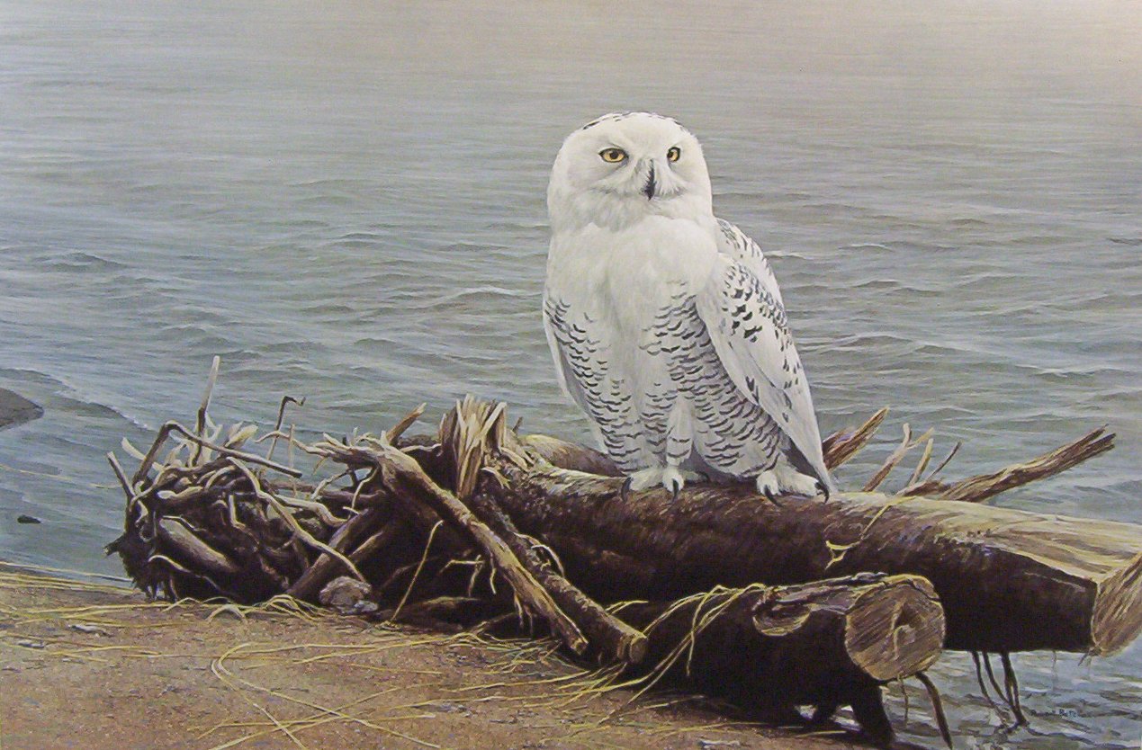 SNOWY OWL ON DRIFTWOOD By Robert Bateman 2 Oz Silver Coin $30 Canada 2022