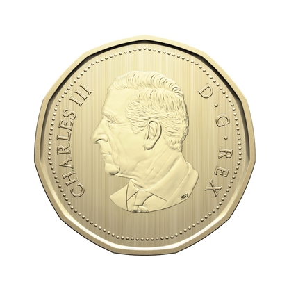 Specimen Set Barn Owl 2026